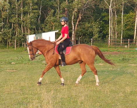 HorseID: 2302868 BIG GUNS FOR CASH - PhotoID: 1085253