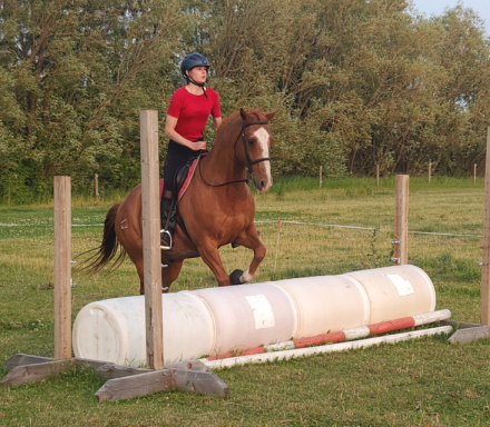 HorseID: 2302868 BIG GUNS FOR CASH - PhotoID: 1085254