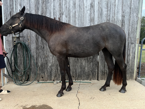 HorseID: 2302869 Reaghan - PhotoID: 1085453