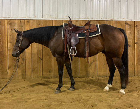 HorseID: 2302873 Meant To Be Lazy - PhotoID: 1085285