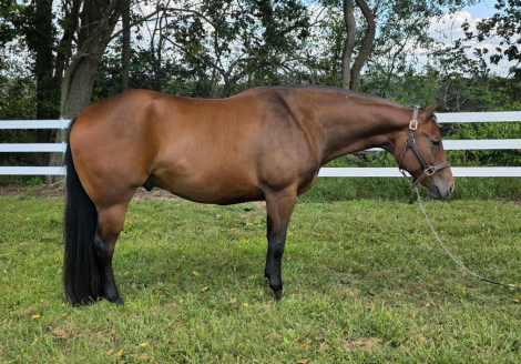 HorseID: 2302876 I kno a mechanic - PhotoID: 1085287