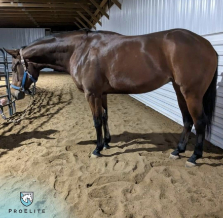 HorseID: 2302877 Tite fittn Jeans - PhotoID: 1085288