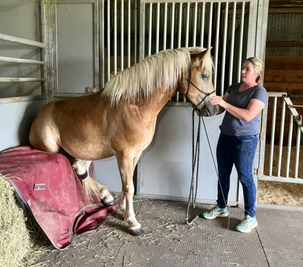 HorseID: 2302878 Will Dance - PhotoID: 1085290