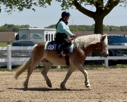 HorseID: 2302878 Will Dance - PhotoID: 1085291