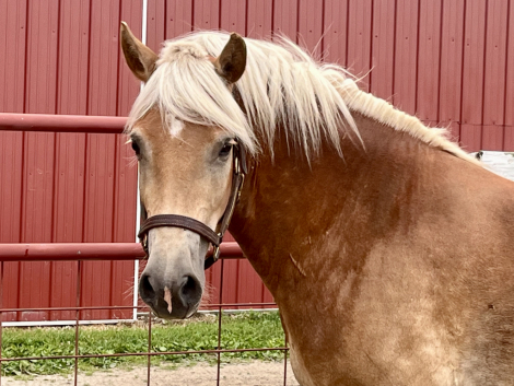 HorseID: 2302878 Will Dance - PhotoID: 1085292