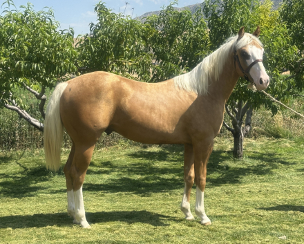 HorseID: 2302882 Fiery Inferno - PhotoID: 1085293