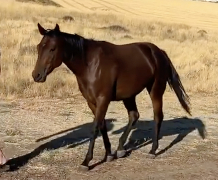 HorseID: 2302886 Salsa - PhotoID: 1085444