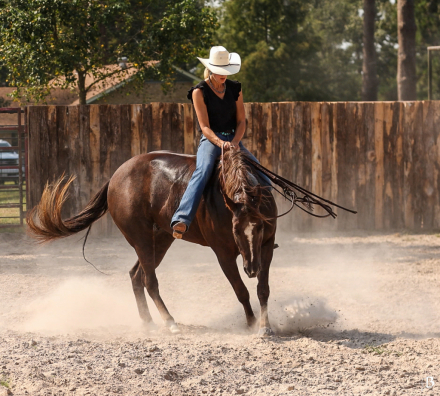 HorseID: 2302888 GUNNA BE A STAR - PhotoID: 1085295