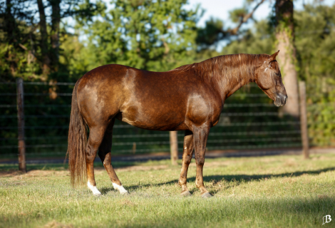 HorseID: 2302888 GUNNA BE A STAR - PhotoID: 1085296