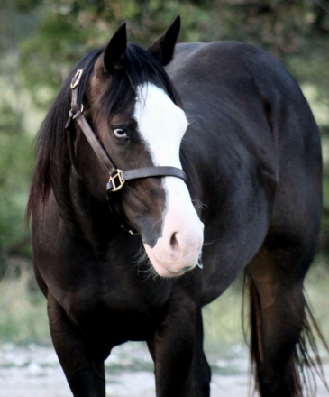 HorseID: 2302890 CARDI T - PhotoID: 1085300