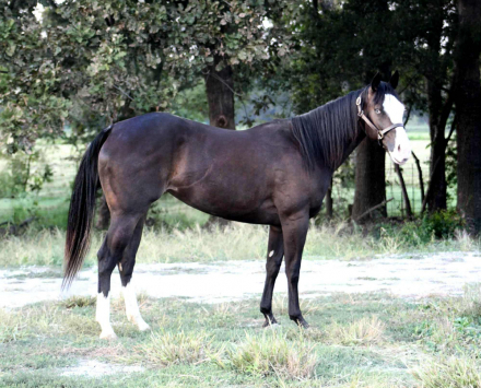 HorseID: 2302890 CARDI T - PhotoID: 1085301