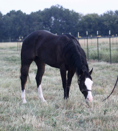 HorseID: 2302890 CARDI T - PhotoID: 1085302