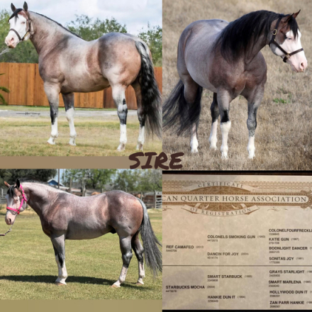 HorseID: 2302890 CARDI T - PhotoID: 1085303