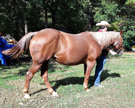 HorseID: 2302891 15H Trail Camping Riding Red Strawberry Roan 14 yr - PhotoID: 1085299