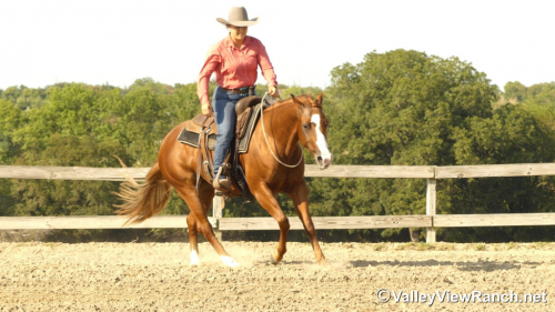 HorseID: 2302905 Leberty Bell - PhotoID: 1085312