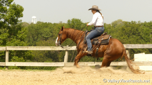 HorseID: 2302905 Leberty Bell - PhotoID: 1085313