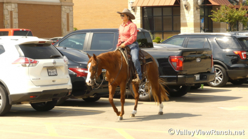 HorseID: 2302905 Leberty Bell - PhotoID: 1085314