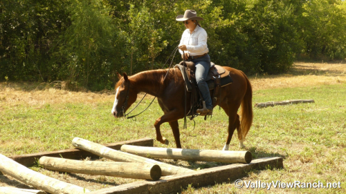 HorseID: 2302905 Leberty Bell - PhotoID: 1085315