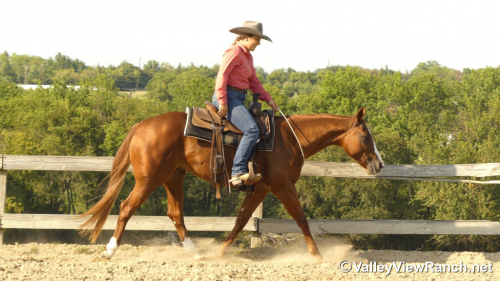 HorseID: 2302905 Leberty Bell - PhotoID: 1085316