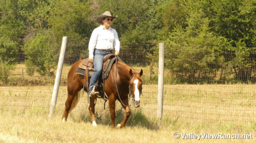 HorseID: 2302905 Leberty Bell - PhotoID: 1085317