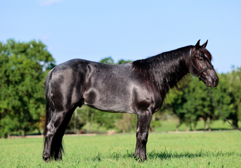 HorseID: 2302906 Heidi Ace - PhotoID: 1085318