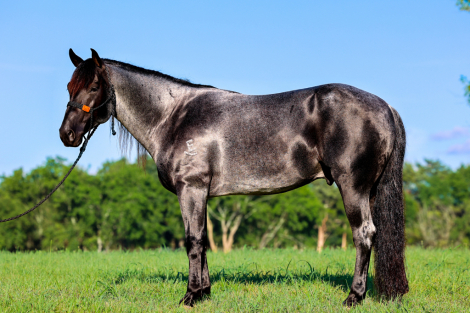 HorseID: 2302906 Heidi Ace - PhotoID: 1085319