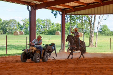 HorseID: 2302906 Heidi Ace - PhotoID: 1085320