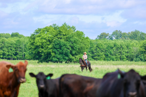 HorseID: 2302906 Heidi Ace - PhotoID: 1085321