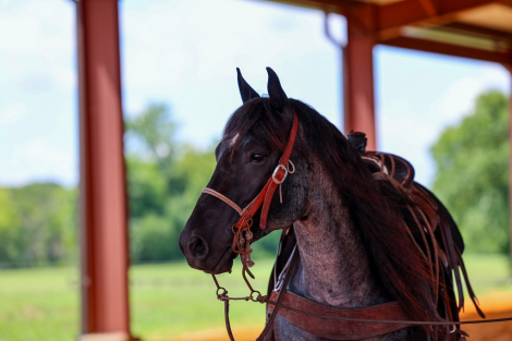 HorseID: 2302906 Heidi Ace - PhotoID: 1085322