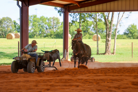 HorseID: 2302906 Heidi Ace - PhotoID: 1085323