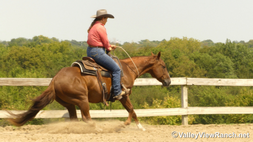 HorseID: 2302907 Hollywood Ascootin - PhotoID: 1085324