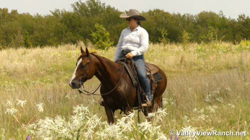 HorseID: 2302907 Hollywood Ascootin - PhotoID: 1085325