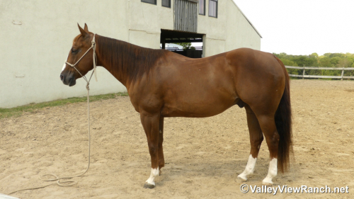 HorseID: 2302907 Hollywood Ascootin - PhotoID: 1085327