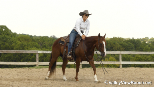 HorseID: 2302907 Hollywood Ascootin - PhotoID: 1085328