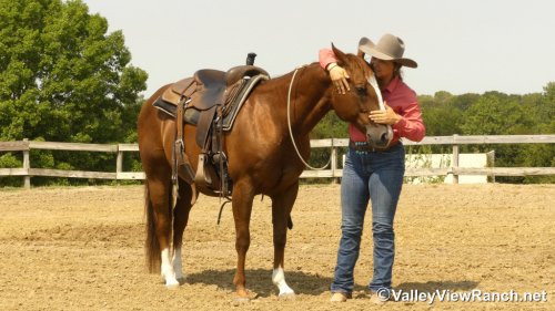 HorseID: 2302907 Hollywood Ascootin - PhotoID: 1085329