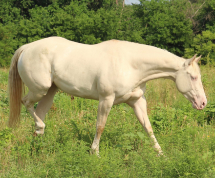 HorseID: 2302909 I NEED A NU COCKTAIL - PhotoID: 1085343