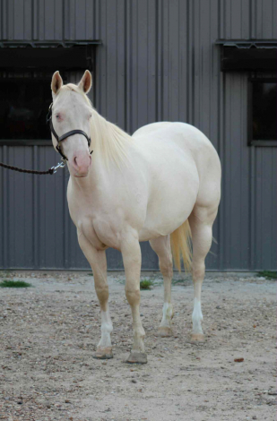 HorseID: 2302909 I NEED A NU COCKTAIL - PhotoID: 1085344