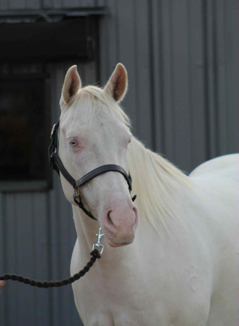 HorseID: 2302909 I NEED A NU COCKTAIL - PhotoID: 1085345