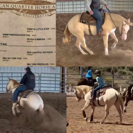 HorseID: 2302909 I NEED A NU COCKTAIL - PhotoID: 1085346