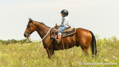 HorseID: 2302910 HV Smart N Fancy - PhotoID: 1085330