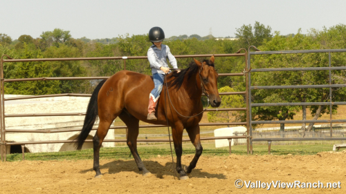 HorseID: 2302910 HV Smart N Fancy - PhotoID: 1085331