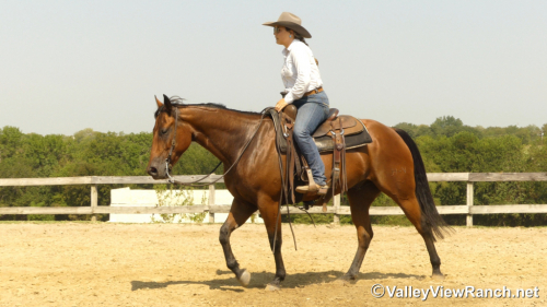 HorseID: 2302910 HV Smart N Fancy - PhotoID: 1085334