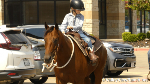 HorseID: 2302910 HV Smart N Fancy - PhotoID: 1085335