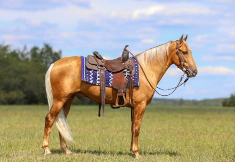 HorseID: 2302912 Charlie Brown - PhotoID: 1085337