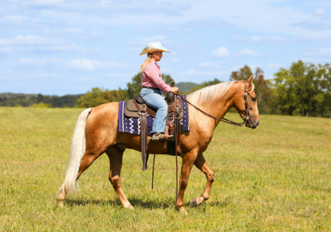 HorseID: 2302912 Charlie Brown - PhotoID: 1085338