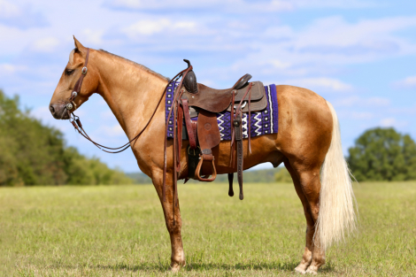 HorseID: 2302912 Charlie Brown - PhotoID: 1085340