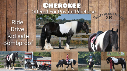 HorseID: 2302913 💎Cherokee💎 - PhotoID: 1085342
