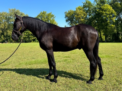 HorseID: 2302914 Ozark - PhotoID: 1085347