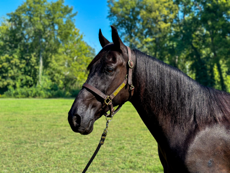 HorseID: 2302914 Ozark - PhotoID: 1085348