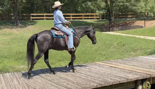 HorseID: 2302914 Ozark - PhotoID: 1085350